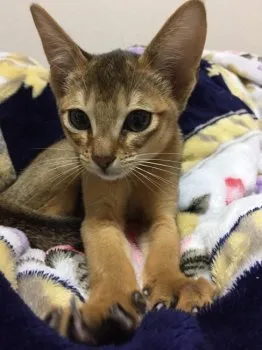 フェルマー 様のお迎えした子猫