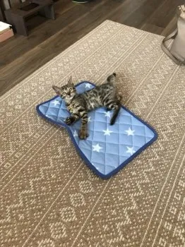 deco 様のお迎えした子猫