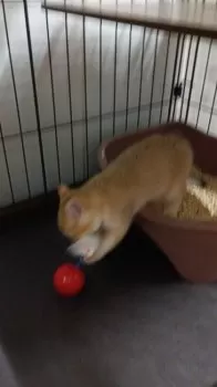 ヒロ 様のお迎えした子猫