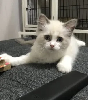 mcc 様のお迎えした子猫