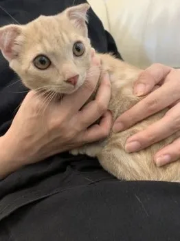 K.T 様のお迎えした子猫