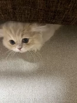 まぁま 様のお迎えした子猫