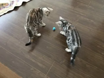 小太郎 様のお迎えした子猫