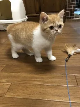 アラシの父 様のお迎えした子猫