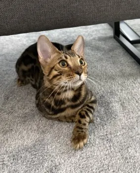 M.K 様のお迎えした子猫