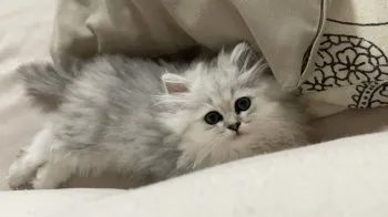 macaron 様のお迎えした子猫