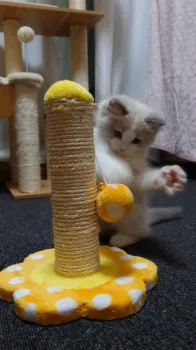 charbo 様のお迎えした子猫