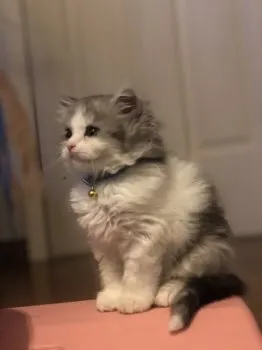 タムタム 様のお迎えした子猫