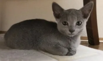 朧 様のお迎えした子猫