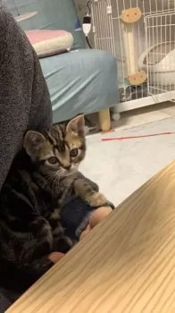 Y.O 様のお迎えした子猫