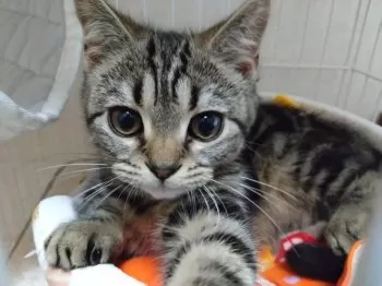 Mafu_Mafu 様のお迎えした子猫