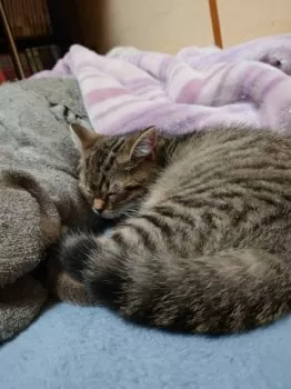 ミサキ 様のお迎えした子猫