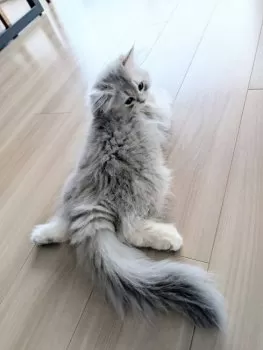 M.J 様のお迎えした子猫