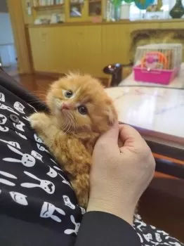 T.S 様のお迎えした子猫