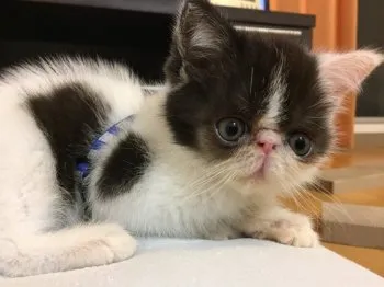 おユキ 様のお迎えした子猫