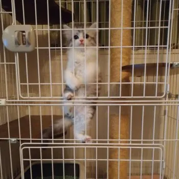 きうい 様のお迎えした子猫