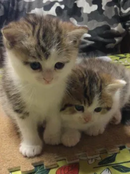 楓ママ 様のお迎えした子猫