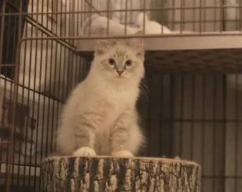 S.R 様のお迎えした子猫