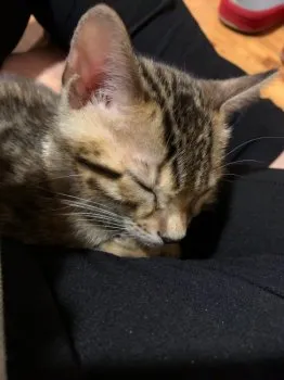 シエル 様のお迎えした子猫