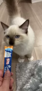 S.Ｉ 様のお迎えした子猫