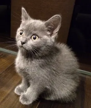 中島 様のお迎えした子猫