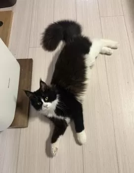 H.Ｉ 様のお迎えした子猫