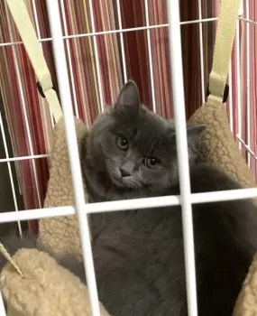 M.M 様のお迎えした子猫