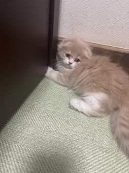Y.H 様のお迎えした子猫