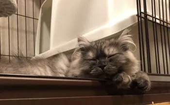 かりん 様のお迎えした子猫