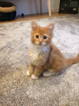 COOPER⭐️ 様のお迎えした子猫