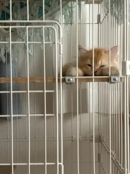 T.O 様のお迎えした子猫