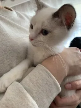 エリンギ 様のお迎えした子猫