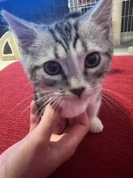 A.M 様のお迎えした子猫