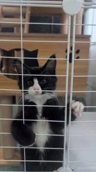 K.K 様のお迎えした子猫