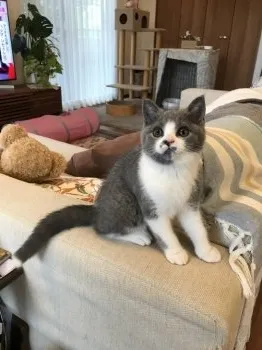 ともさん 様のお迎えした子猫