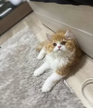A.N 様のお迎えした子猫