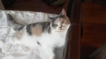 ニケ 様のお迎えした子猫