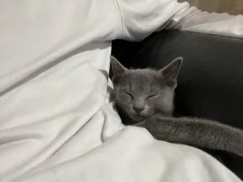 クボ 様のお迎えした子猫