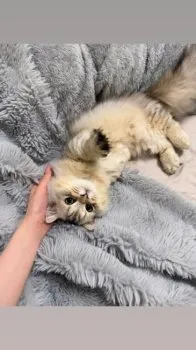はなまる 様のお迎えした子猫