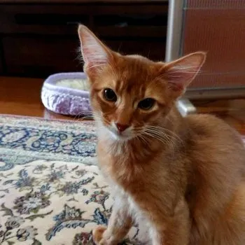 HM 様のお迎えした子猫