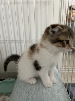 maromugi 様のお迎えした子猫