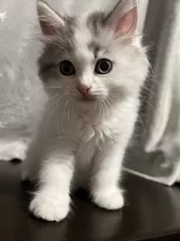 たくん 様のお迎えした子猫