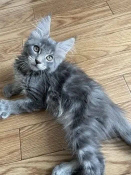 K.S 様のお迎えした子猫