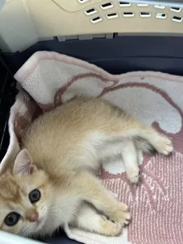 伊達 愛子 様のお迎えした子猫