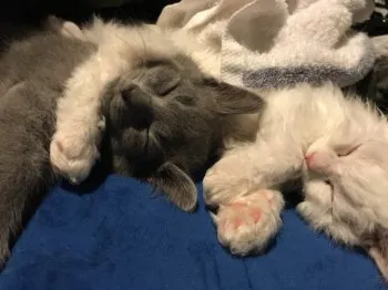みさお 様のお迎えした子猫