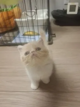 パンちゃん 様のお迎えした子猫