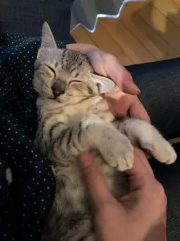 misaki 様のお迎えした子猫