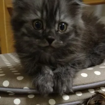 かじゅ 様のお迎えした子猫