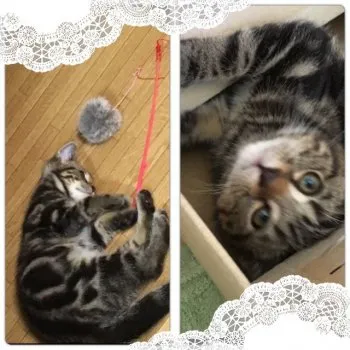 せあ 様のお迎えした子猫