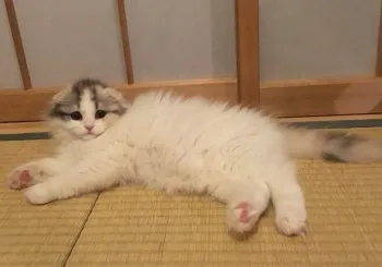 rippi 様のお迎えした子猫